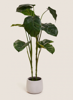 floor standing plant